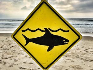 Kejadian Lagi, Turis Tewas Dikoyak Hiu Kejadian Lagi, Turis Tewas Dikoyak Hiu