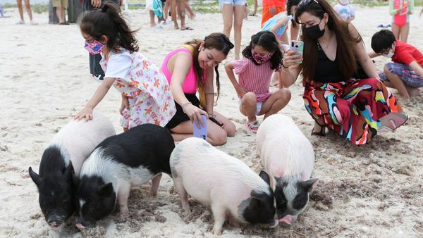 Sensasi Berwisata di Pantai Babi Meksiko