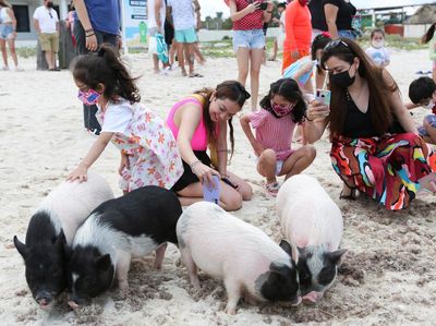 Sensasi Berwisata di Pantai Babi Meksiko