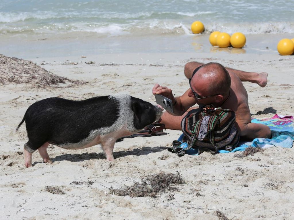 Tidak Hanya Bahamas, Meksiko Juga Punya Pantai Babi