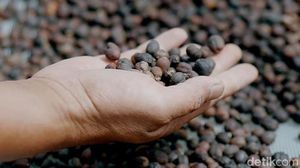 Terbaik di Asia, Kopi Garut Siap Tembus Pasar Italia