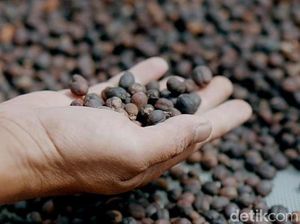 Terbaik di Asia, Kopi Garut Siap Tembus Pasar Italia Terbaik di Asia, Kopi Garut Siap Tembus Pasar Italia