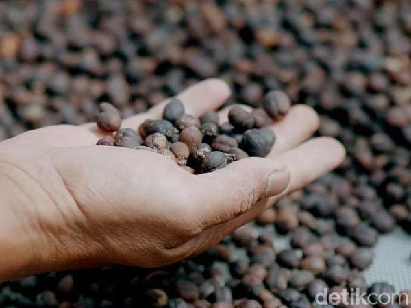 Terbaik di Asia, Kopi Garut Siap Tembus Pasar Italia