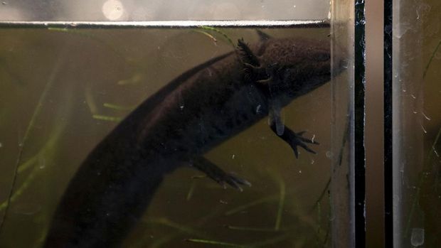 An axolotl (Ambystoma mexicanum), or Mexican salamander, floats in a tank, as part of a conservation project to preserve the species in Xochimilco in Mexico City, Mexico, February 16, 2022. REUTERS/Toya Sarno Jordan