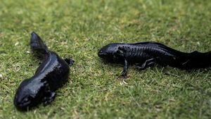 Axolotl, Ikan Langka Meksiko yang Terancam Punah