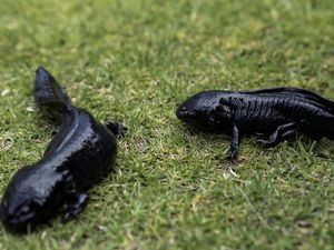 Axolotl, Ikan Langka Meksiko yang Terancam Punah Axolotl, Ikan Langka Meksiko yang Terancam Punah