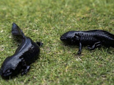 Axolotl, Ikan Langka Meksiko yang Terancam Punah