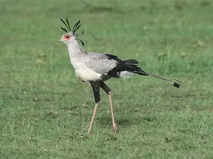 Mengenal Burung Sekretaris, Salah Satu Burung Cantik di Dunia