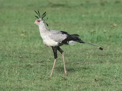 Mengenal Burung Sekretaris, Salah Satu Burung Cantik di Dunia