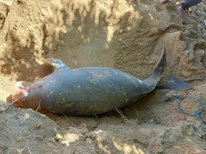 Seekor Dugong Ditemukan Mati Terdampar di Pantai Bali, Langsung Dikubur