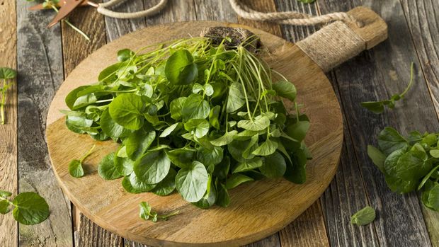 ilustrasi selada air Raw Green Organic Living Water Cress Ready to Eat