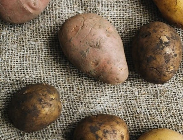 (Kurangi makanan manis, ubi jalar kukus bisa jadi camilan pengganti/Foto: pexels.com/Polina Tankilevitch) Kurangi makanan manis, ubi jalar kukus bisa jadi camilan pengganti/Foto: pexels.com/Polina Tankilevitch