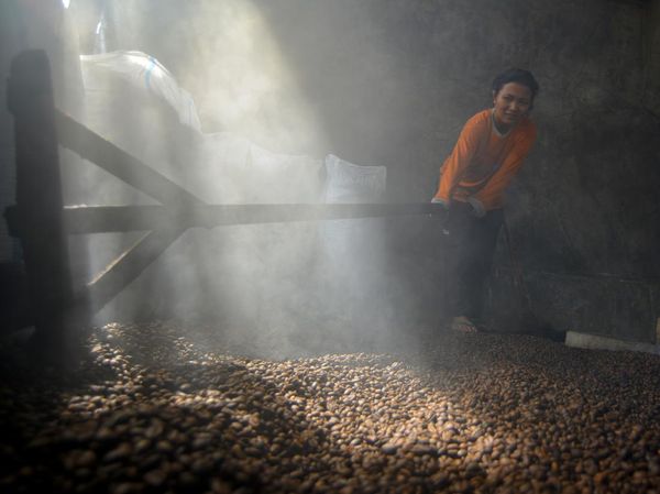 Pengolahan Kopi Tradisional Koto Tuo di Tanah Datar