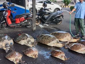 Kronologi Polisi Bongkar Penyelundupan 9 Penyu Diduga untuk Dimakan di Bali