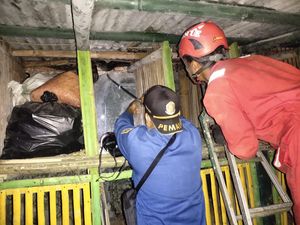 Telan Ternak Warga, Ular Sanca 4 Meter di Bogor Dievakuasi Damkar