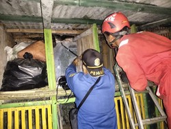 Telan Ternak Warga, Ular Sanca 4 Meter di Bogor Dievakuasi Damkar