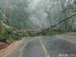 Pohon Tumbang Tutup Jalur Trenggalek-Ponorogo