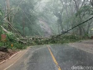 Pohon Tumbang Tutup Jalur Trenggalek-Ponorogo Pohon Tumbang Tutup Jalur Trenggalek-Ponorogo