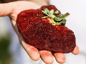 Inilah Stroberi Raksasa, Paling Besar di Dunia