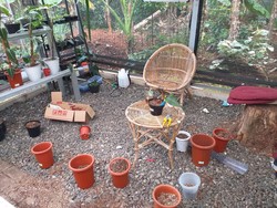 34 Tanaman Hias Dicuri di Depok, Kerugian Ditaksir Mencapai Rp 300 Juta