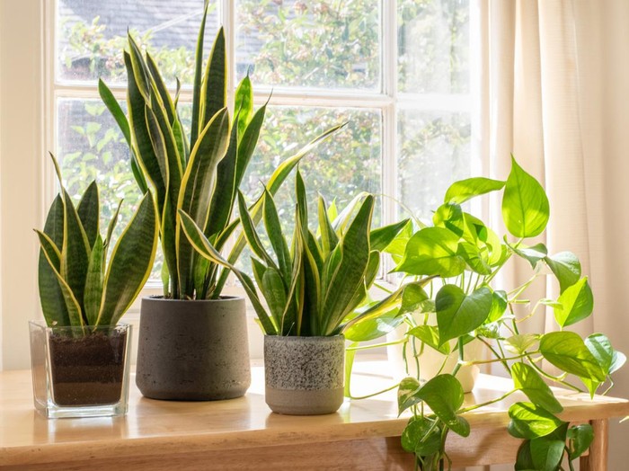 Indoor houseplants next to a window in a beautifully designed home or flat interior.  tanaman mudah ramat