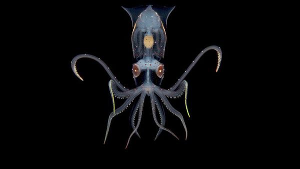 Karya Mencengangkan Juara Kontes Foto Underwater 2022