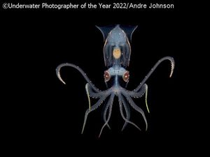 Karya Mencengangkan Juara Kontes Foto Underwater 2022