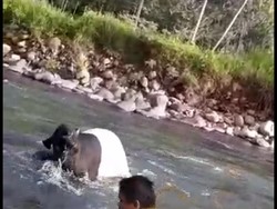 Heboh Seekor Tapir Terjebak di Aliran Sungai Kota Padang