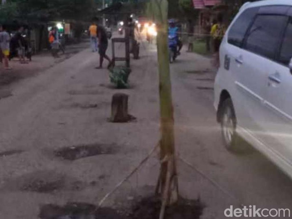 Geram Jalanan Berlubang Tak Diperbaiki, Warga Polman Tanam Pohon di Jalan