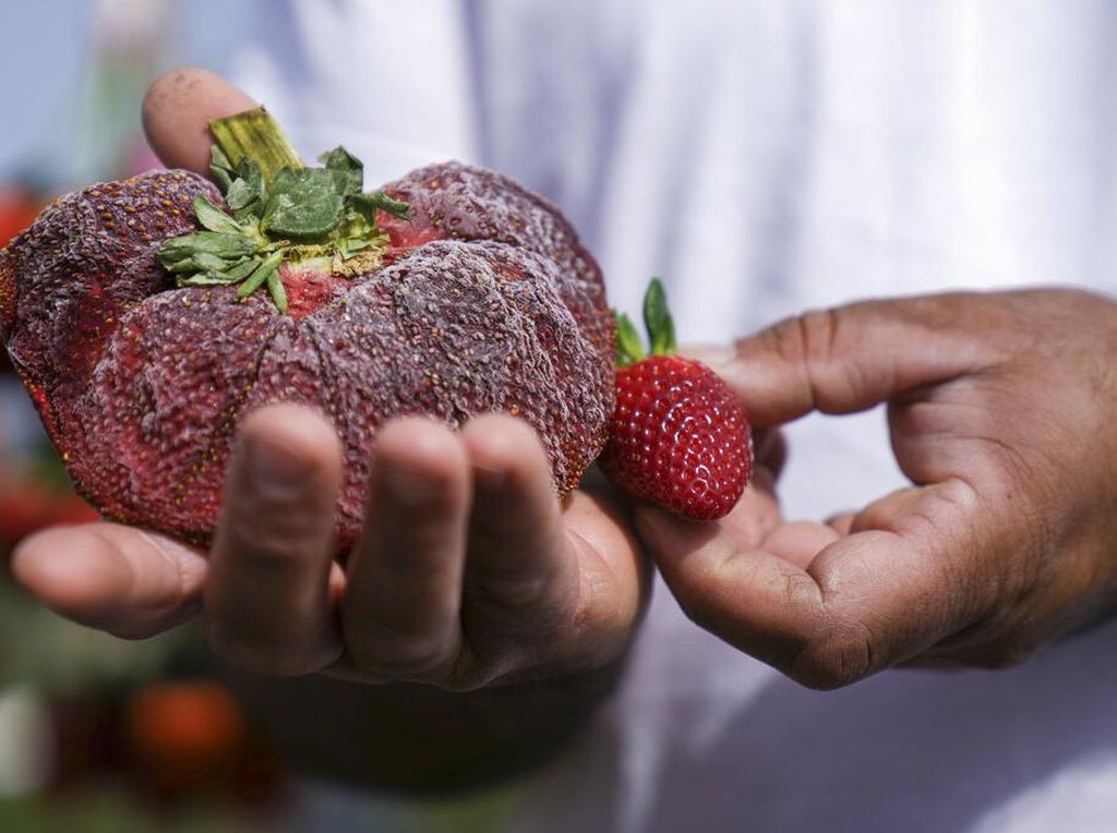 Wowww... Strawberry Ukuran Jumbo Ini Pecahkan Rekor Dunia Wowww... Strawberry Ukuran Jumbo Ini Pecahkan Rekor Dunia