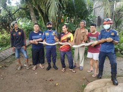 Musim Hujan, Damkar Depok Terima Sejumlah Laporan Temuan Ular di Permukiman