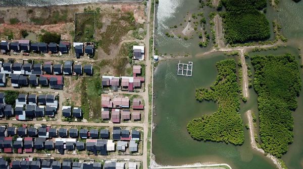 Hutan Mangrove di Pesisir Aceh Kian Menyusut, Tergerus Permukiman
