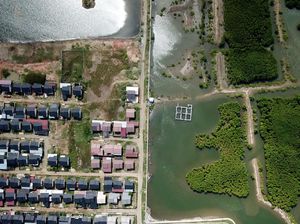 Hutan Mangrove di Pesisir Aceh Kian Menyusut, Tergerus Permukiman Hutan Mangrove di Pesisir Aceh Kian Menyusut, Tergerus Permukiman