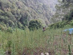 Polda Sumut Temukan 2 Hektare Ladang Ganja di Pegunungan Tor Mangompang