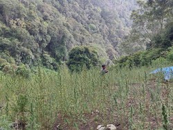 Polda Sumut Temukan 2 Hektare Ladang Ganja di Pegunungan Tor Mangompang