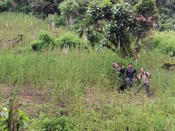 3 Motor Polisi Dibakar OTK Saat Temukan 2 Ha Ladang Ganja di Madina Sumut