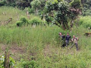 3 Motor Polisi Dibakar OTK Saat Temukan 2 Ha Ladang Ganja di Madina Sumut 3 Motor Polisi Dibakar OTK Saat Temukan 2 Ha Ladang Ganja di Madina Sumut