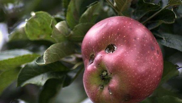 Mirip Monster! Buah-buahan Ini Punya Bentuk yang Aneh dan Seram