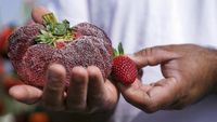 Wow! Stroberi Ini Pecahkan Rekor Terberat di Dunia