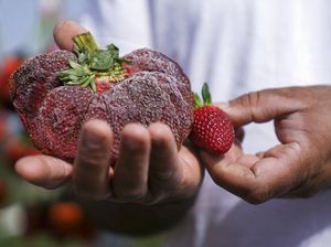 Wow! Stroberi Ini Pecahkan Rekor Terberat di Dunia