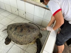 Tim Dokter Temukan Luka pada 9 Penyu yang Diselundupkan di Jembrana Bali