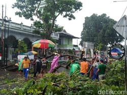 Hujan Angin Tumbangkan Belasan Pohon di Malang, Mobil dan Kios Hancur Tertimpa