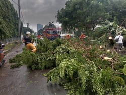 Belasan Pohon Tumbang Terjadi Saat Hujan Deras-Angin Kencang di Surabaya