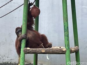 Burung hingga Primata di TM Ragunan Juga Banyak Lahir Saat Pandemi Corona