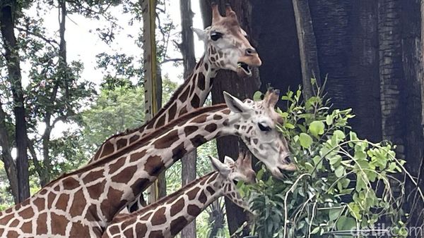 Omicron Merebak, Satwa di Ragunan Aman