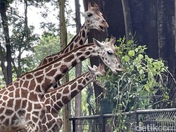 Harga Tiket Kebun Binatang Ragunan dan Syarat Masuknya, Cek di Sini Harga Tiket Kebun Binatang Ragunan dan Syarat Masuknya, Cek di Sini