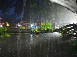 Makassar Hujan Lebat-Angin Kencang, Pohon Tumbang Tutup Jalan di Manggala