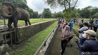 Aduh, Bocah Jatuh ke Kandang Gajah Ragunan Diduga Kelalaian Orang Tua