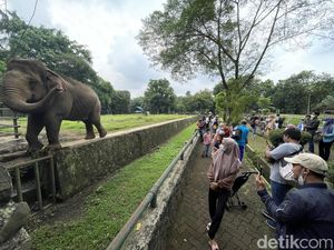 Aduh, Bocah Jatuh ke Kandang Gajah Ragunan Diduga Kelalaian Orang Tua
