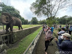 Aduh, Bocah Jatuh ke Kandang Gajah Ragunan Diduga Kelalaian Orang Tua